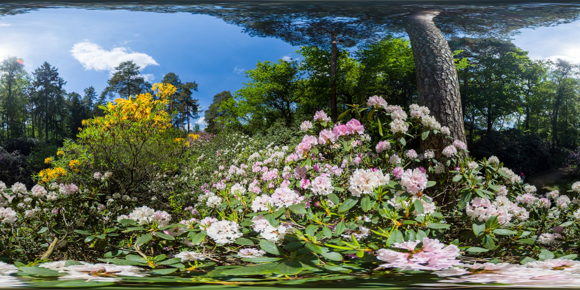 blühender Rhododendron in der Rhododendronschlucht